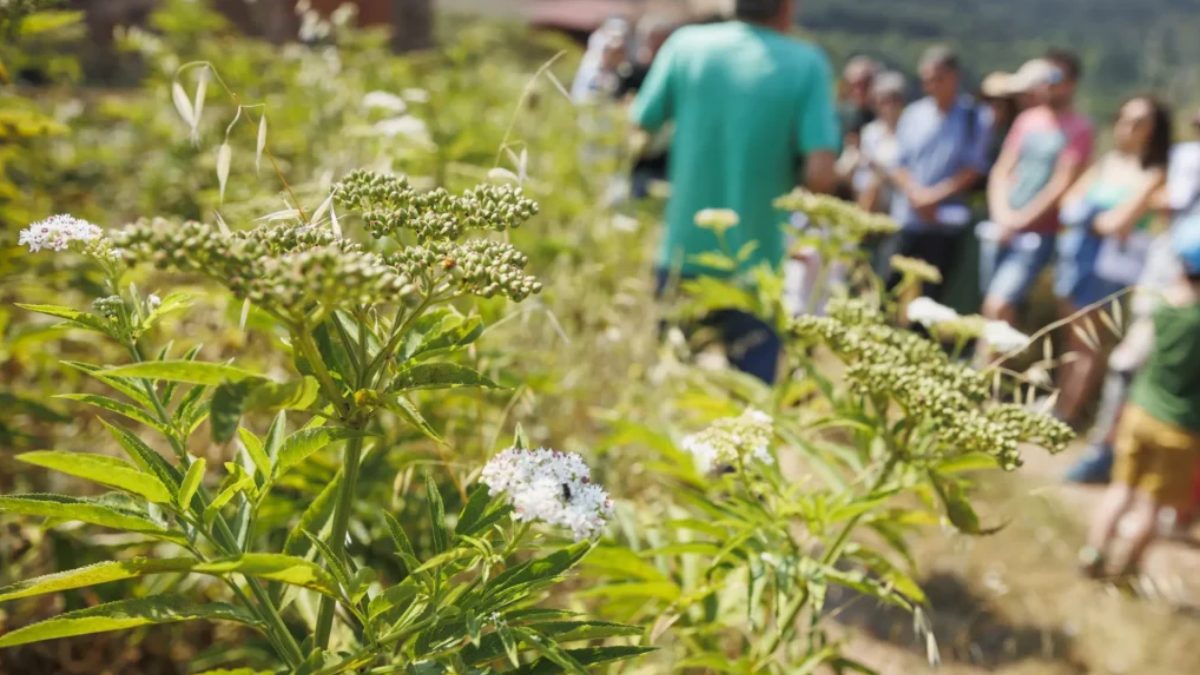 Escenario Vivo paseo botanico
