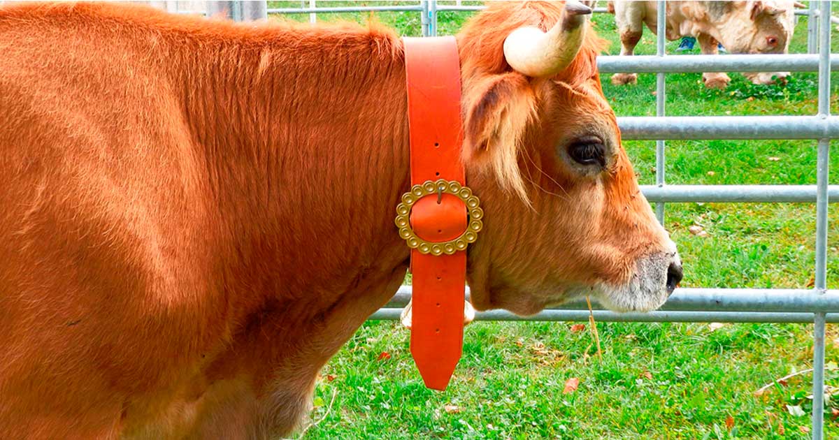 feria-ganado-ojacastro