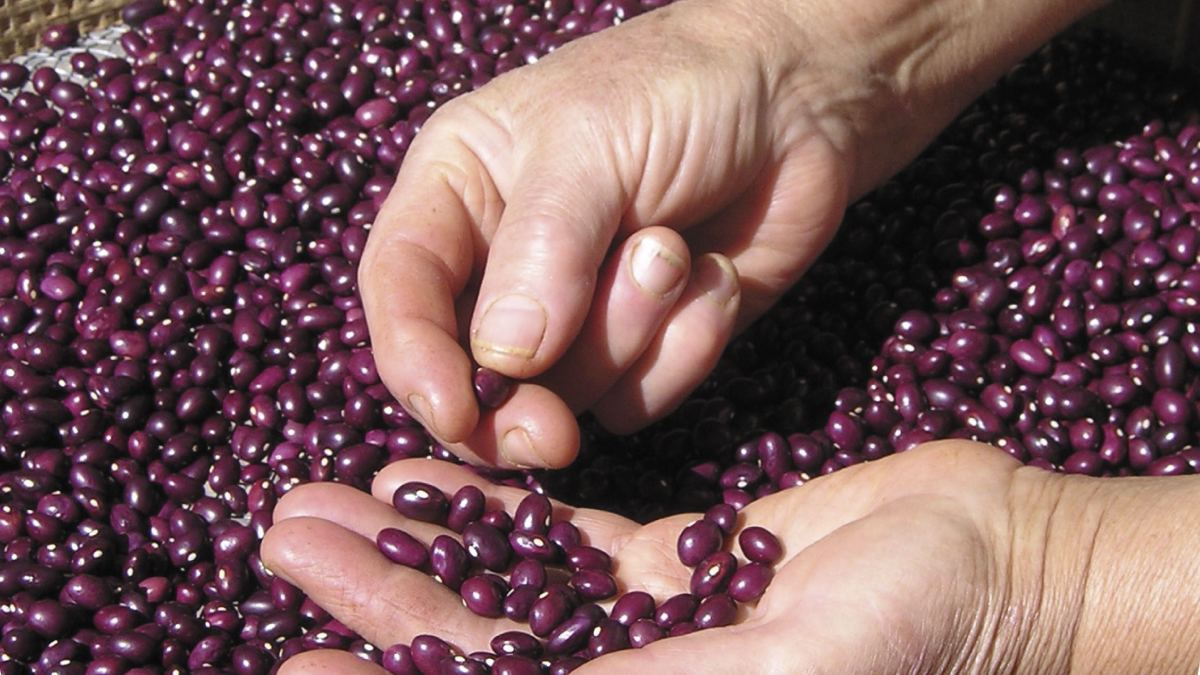 Festival Alubia Anguiano 2025